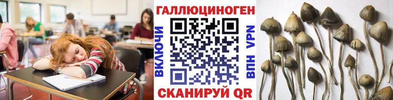 Купить  Тайга  Псилоцибиновые грибы Psilocybe 